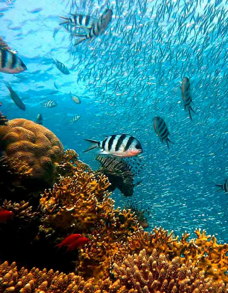 Licencia federativa de buceo · Carpe Vitae