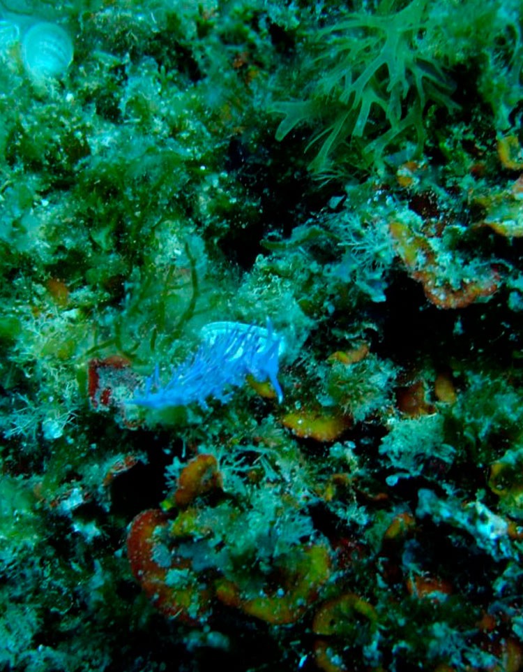 Salidas de buceo · La Llosa, Benidorm · Carpe Vitae